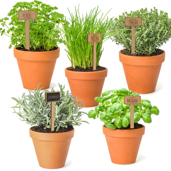 Zápich do květináče tymián