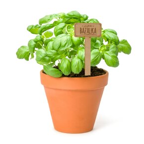 Zápich do květináče bazalka