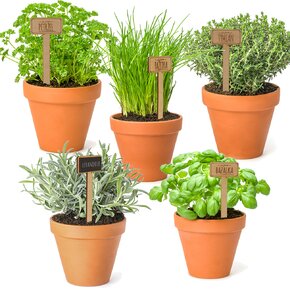 Zápich do květináče pažitka