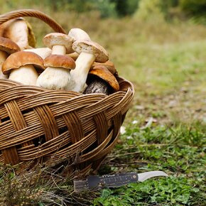 Houbařský nůž zavírací se štětcem 6 cm